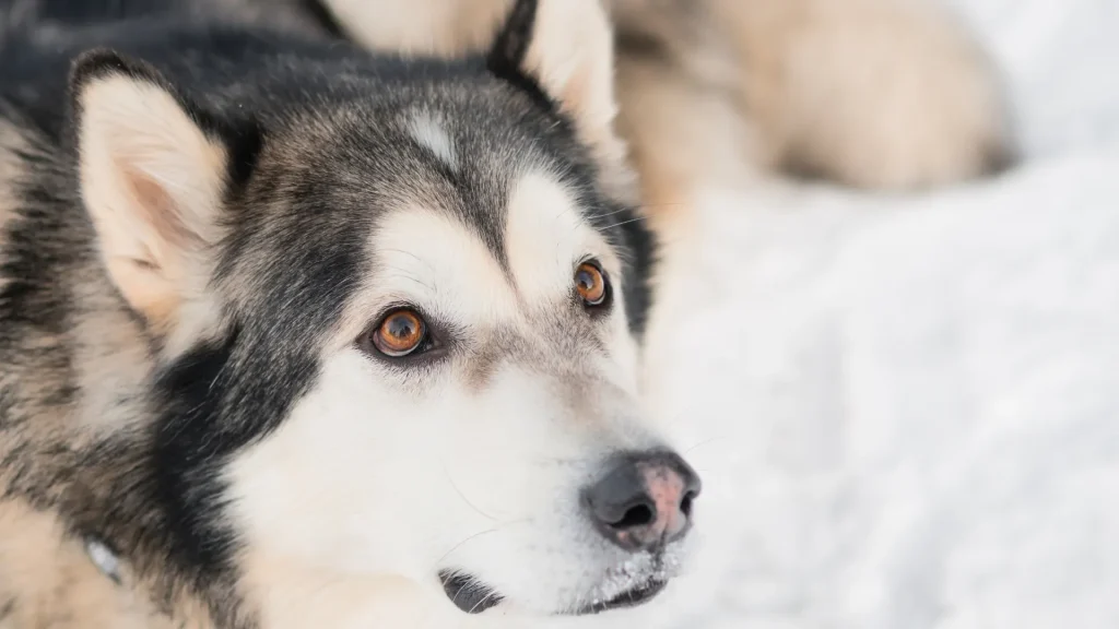 Canadian Inuit Dog Dog photo