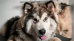 Canadian Inuit Dog Dog photo