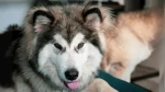 Canadian Inuit Dog Dog photo