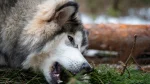 Canadian Inuit Dog Dog photo