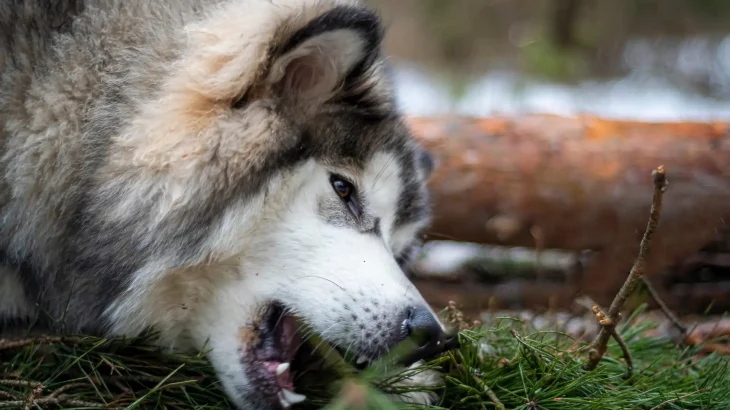Canadian Inuit Dog Dog photo