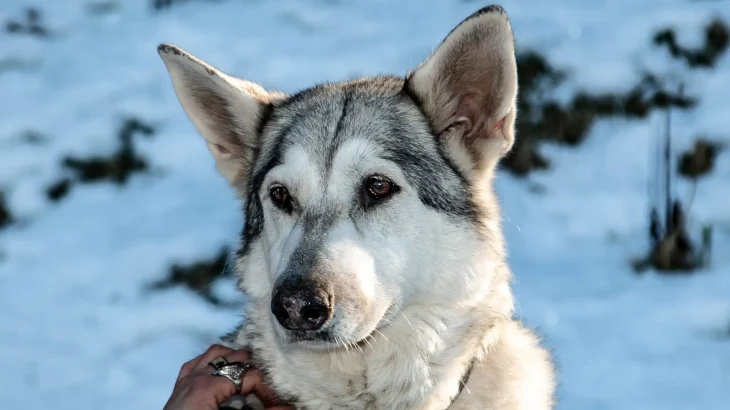 Canadian Inuit Dog Dog photo