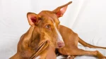 Canarian Warren Hound Dog photo