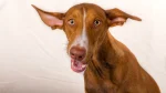 Canarian Warren Hound Dog photo