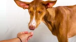 Canarian Warren Hound Dog photo