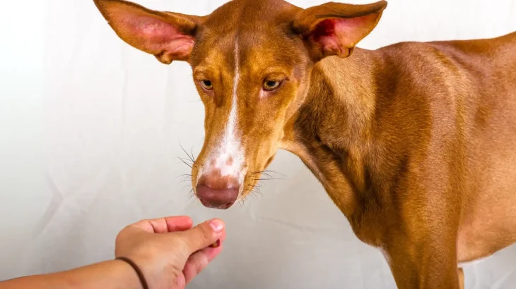 Canarian Warren Hound Dog photo