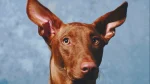 Canarian Warren Hound Dog photo
