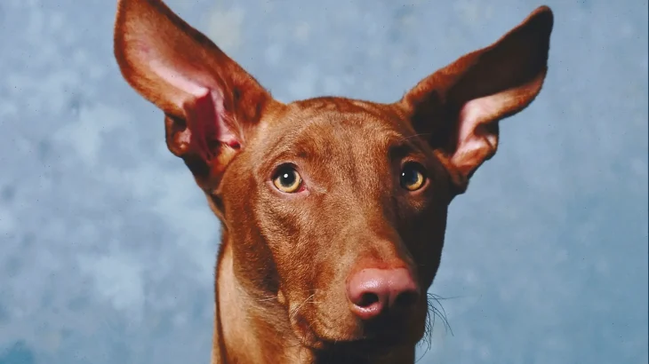 Canarian Warren Hound Dog photo