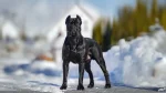 Cane Corso Italiano Dog photo