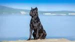Cane Corso Italiano Dog photo