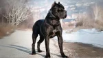 Cane Corso Italiano Dog photo