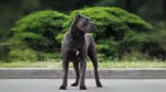 Cane Corso Italiano Dog photo