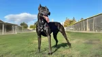 Canis Panther Dog photo