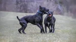 Canis Panther Dog photo