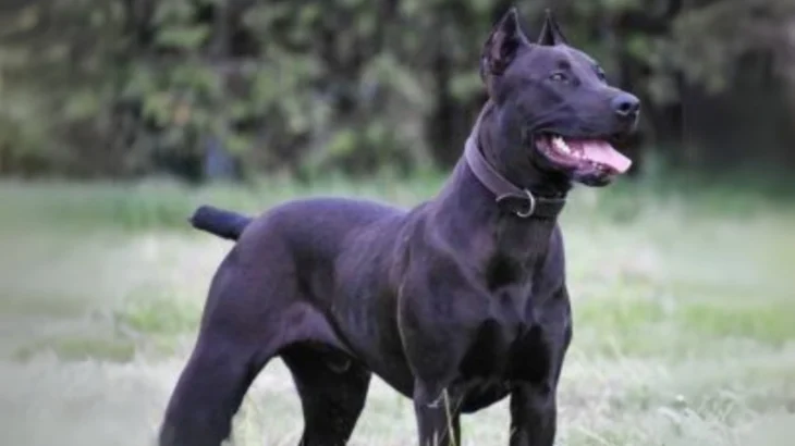 Canis Panther Dog photo
