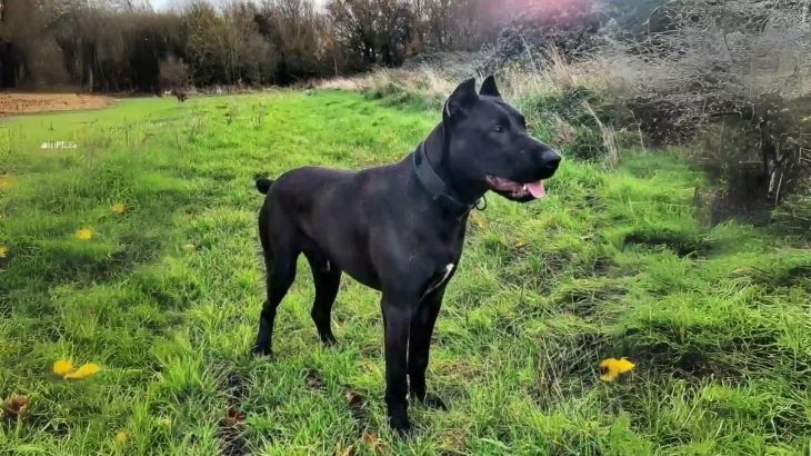 Canis Panther Dog photo