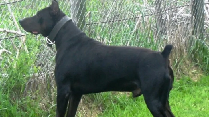 Canis Panther Dog photo