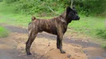 Cao de Fila de São Miguel Dog photo