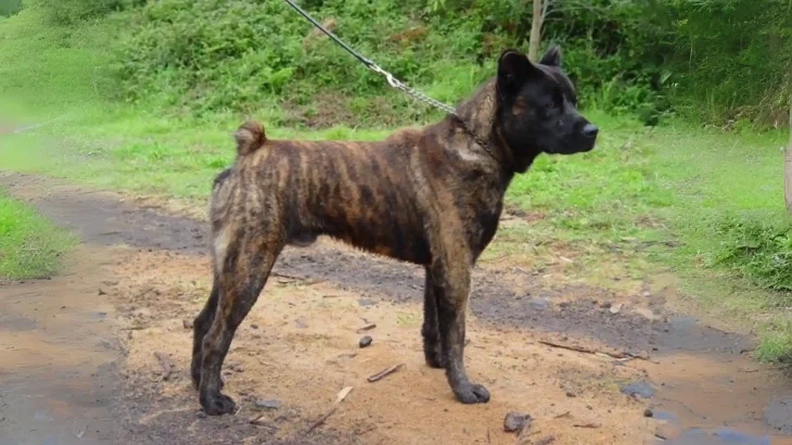 Cao de Fila de São Miguel Dog photo