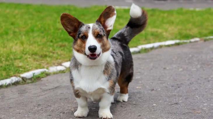 Cardigan Welsh Corgi Dog photo