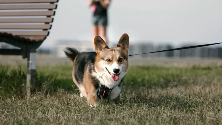 Cardigan Welsh Corgi Dog photo