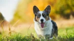 Cardigan Welsh Corgi Dog photo