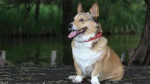 Cardigan Welsh Corgi Dog photo