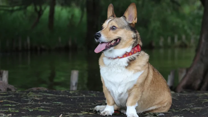 Cardigan Welsh Corgi Dog photo