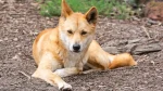 Carolina Dog Dog photo