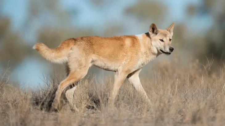 Carolina Dog Dog photo
