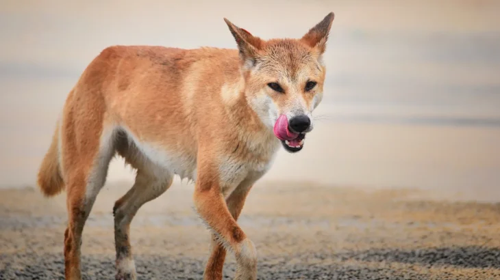 Carolina Dog Dog photo