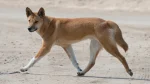 Carolina Dog Dog photo