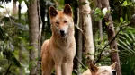 Carolina Dog Dog photo