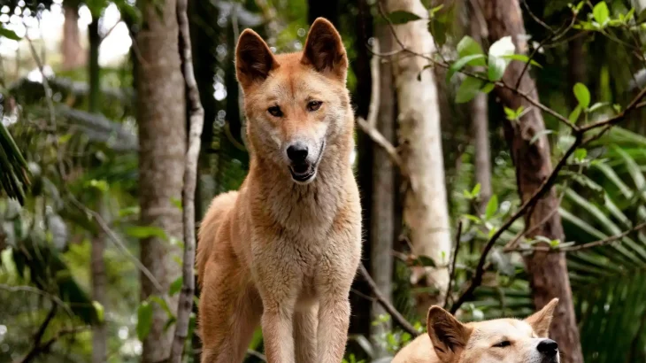 Carolina Dog Dog photo