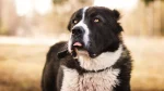Carpathian Sheepdog Dog photo