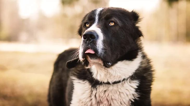 Carpathian Sheepdog Dog photo