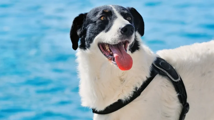 Carpathian Sheepdog Dog photo