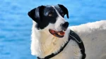 Carpathian Sheepdog Dog photo