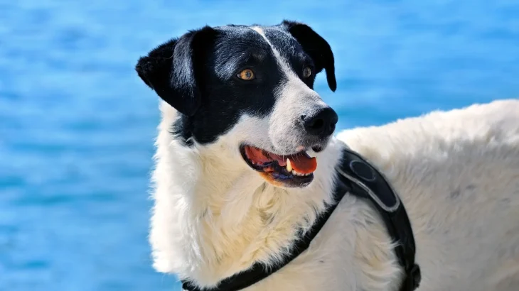 Carpathian Sheepdog Dog photo