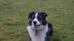 Carpathian Sheepdog Dog photo