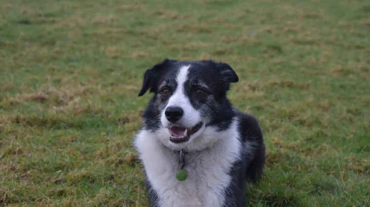 Carpathian Sheepdog Dog photo