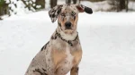 Catahoula Leopard Dog Dog photo