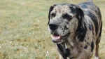Catahoula Leopard Dog Dog photo