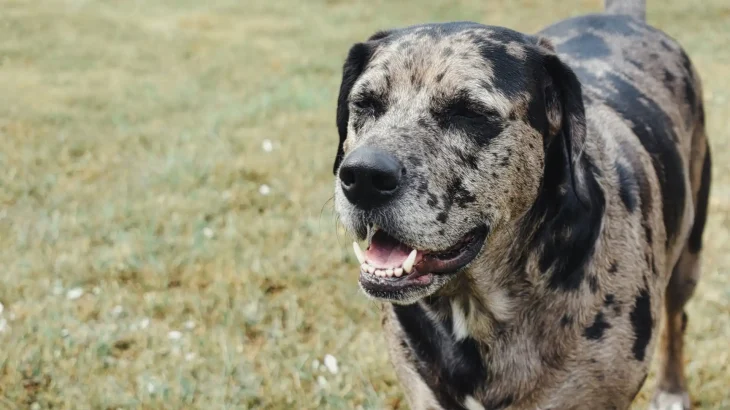 Catahoula Leopard Dog Dog photo
