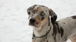 Catahoula Leopard Dog Dog photo