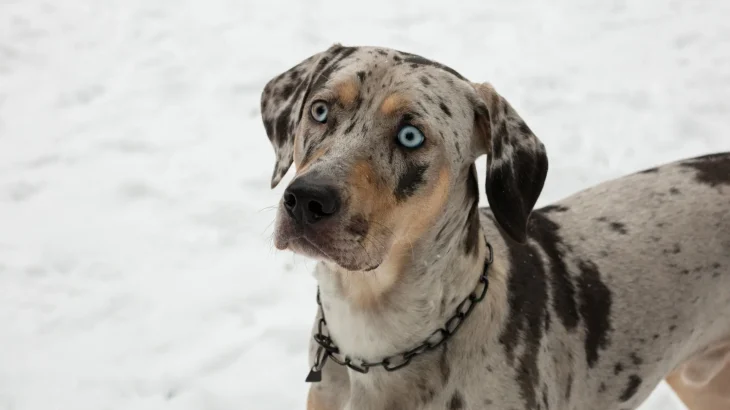 Catahoula Leopard Dog Dog photo