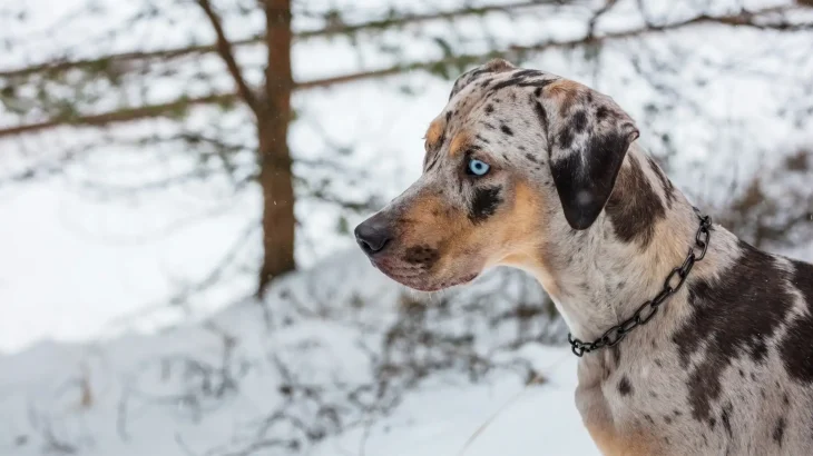 Catahoula Leopard Dog Dog photo