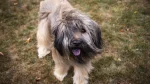 Catalan Sheepdog Dog photo