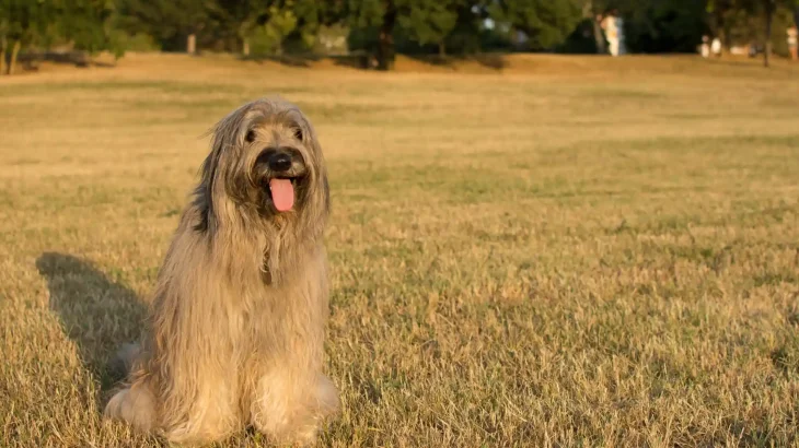 Catalan Sheepdog Dog photo