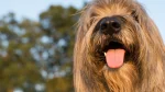 Catalan Sheepdog Dog photo